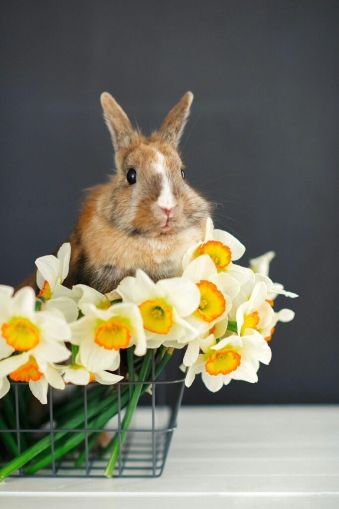 poisonous flowers rabbit