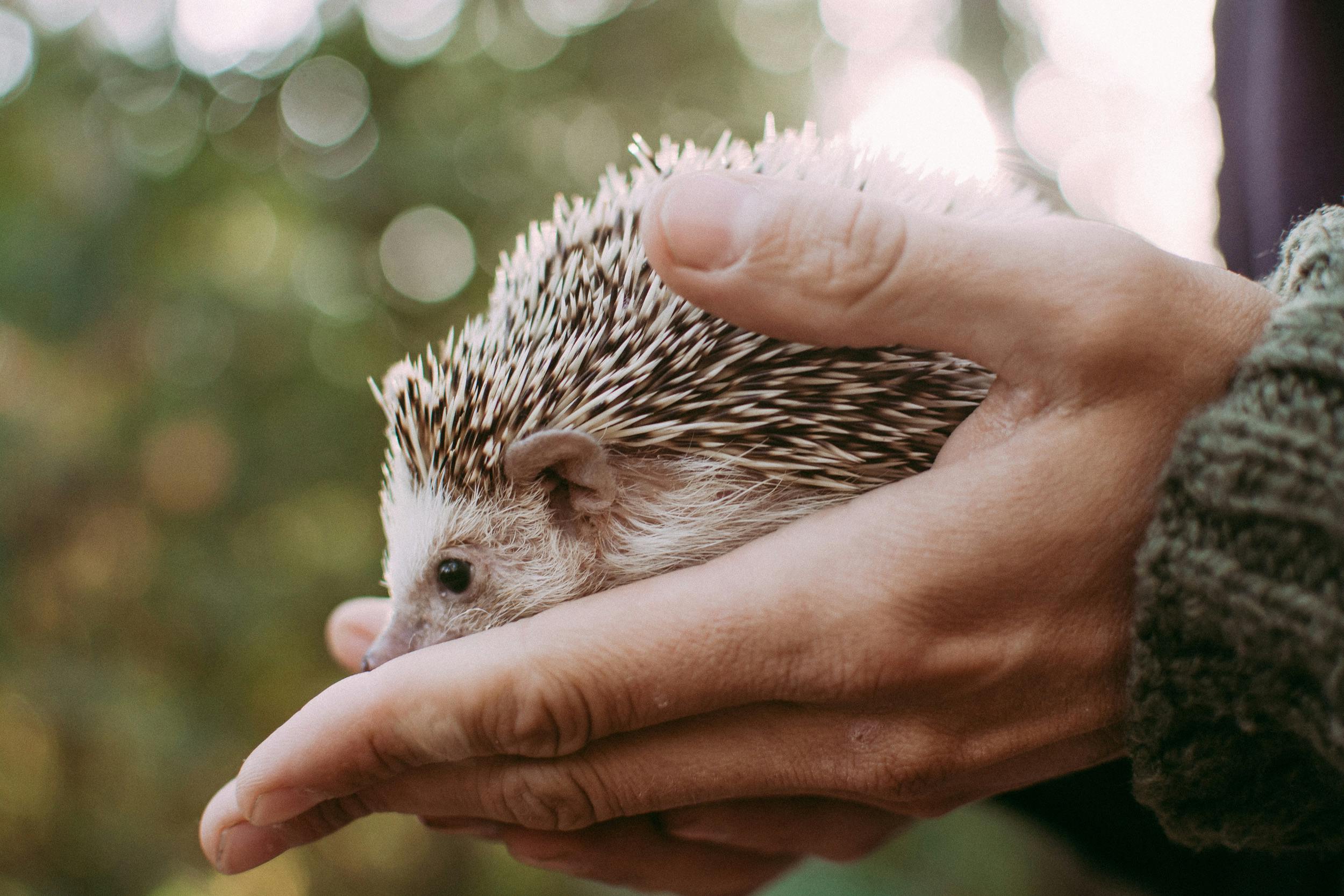 Hedgehog Care 101