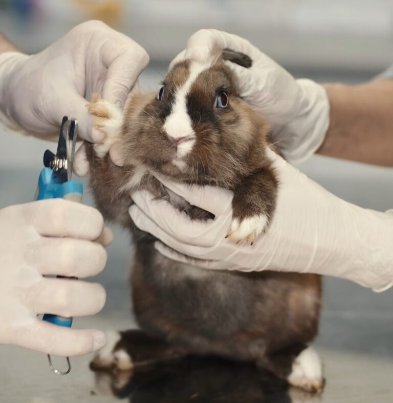 rabbit nail trimming