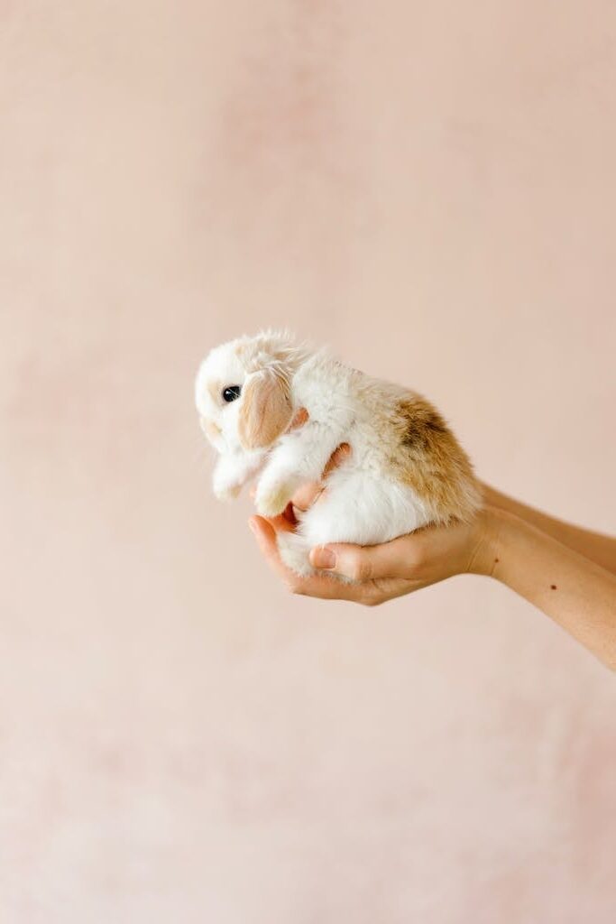 Rabbit on Person's Hands