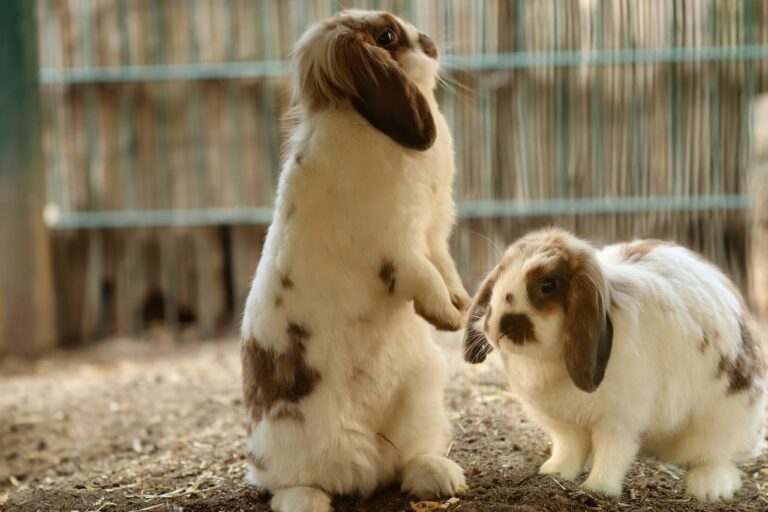 Lop Eared Rabbits: A Guide to the World of Floppy-Eared Bunnies - Hutch ...