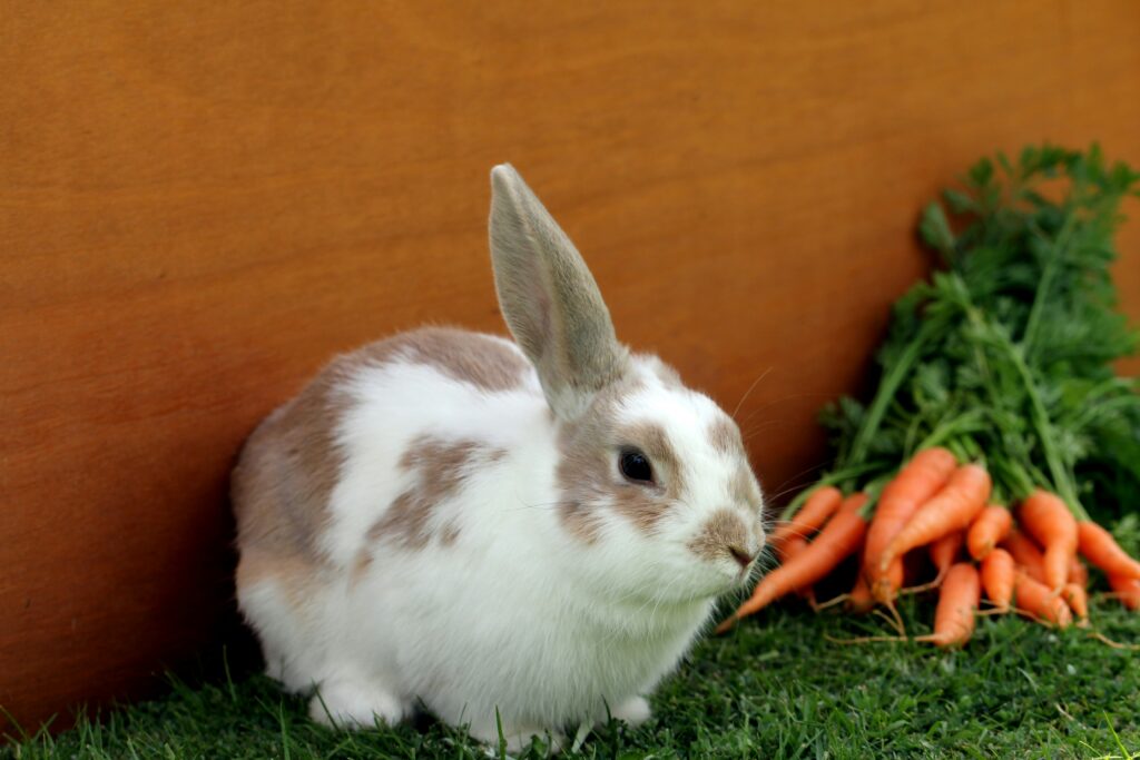 how to trim rabbit nails