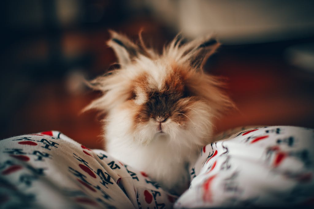 Selective Focus Photo of Cute Rabbit