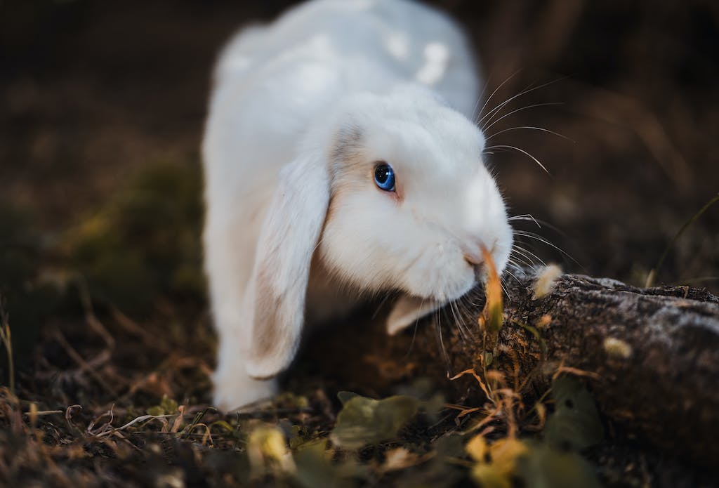 Selective Focus Photography Of White Rabbit