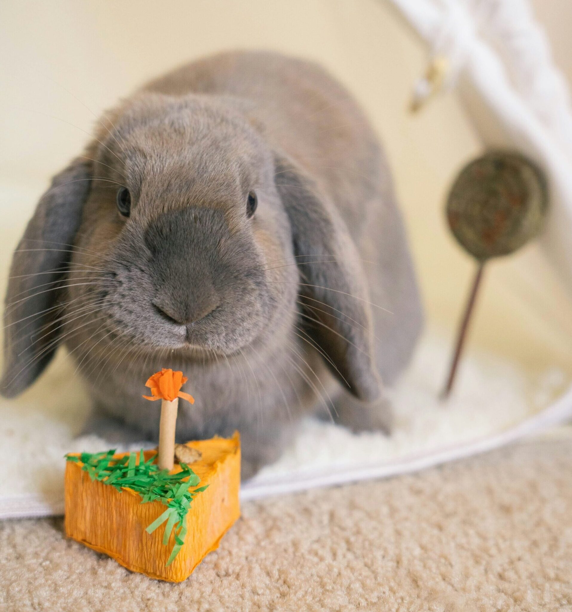 Hopping Fun! A Guide to Rabbit Toys - Hutch Happiness
