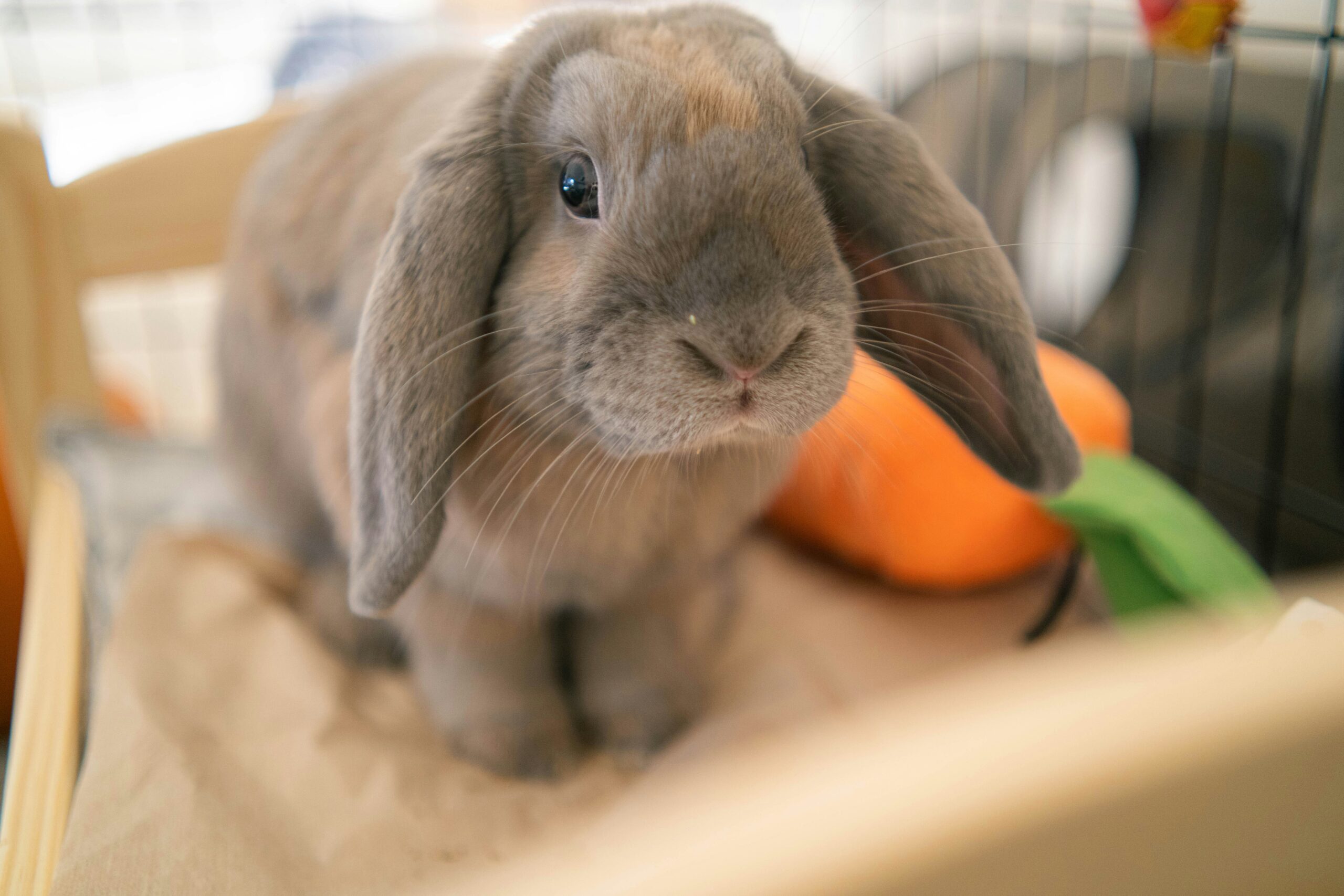 rabbit