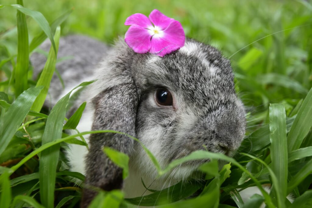 pet rabbit breeds