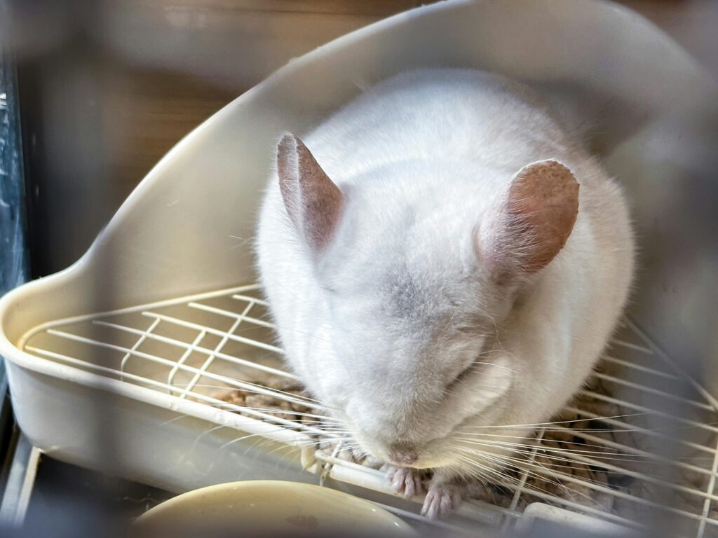 litter box train chinchilla