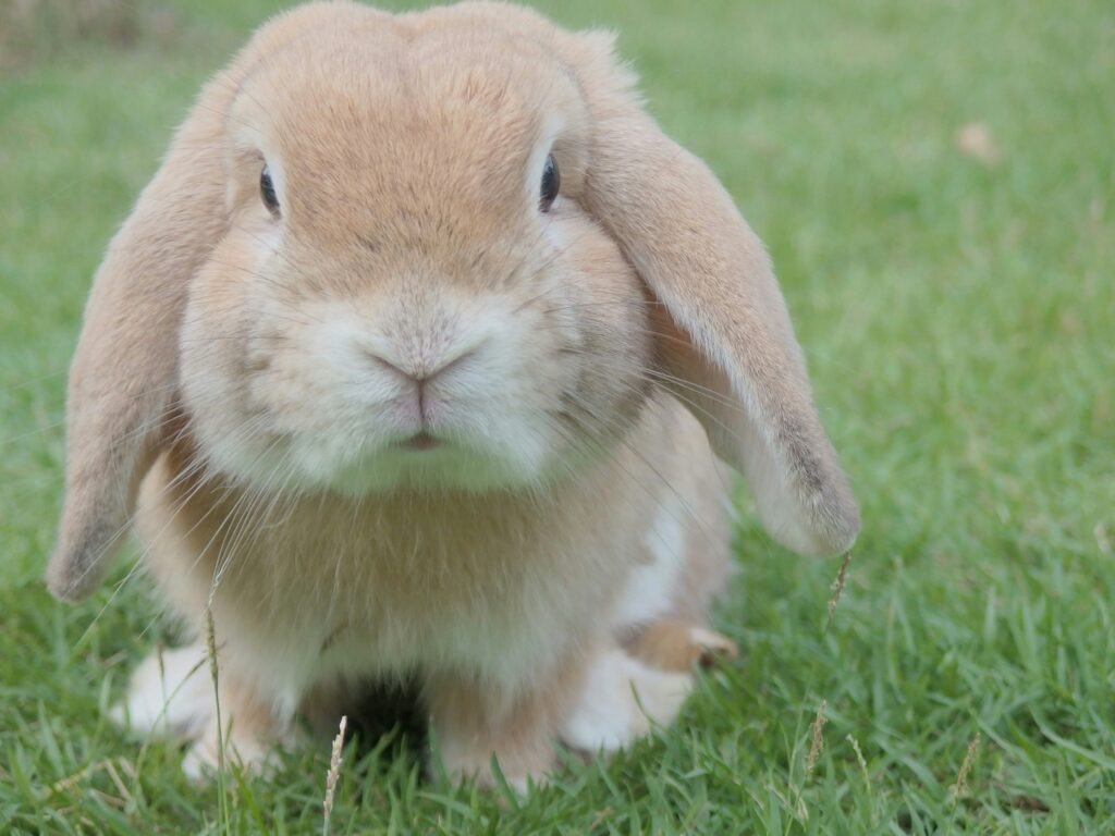 holland lop