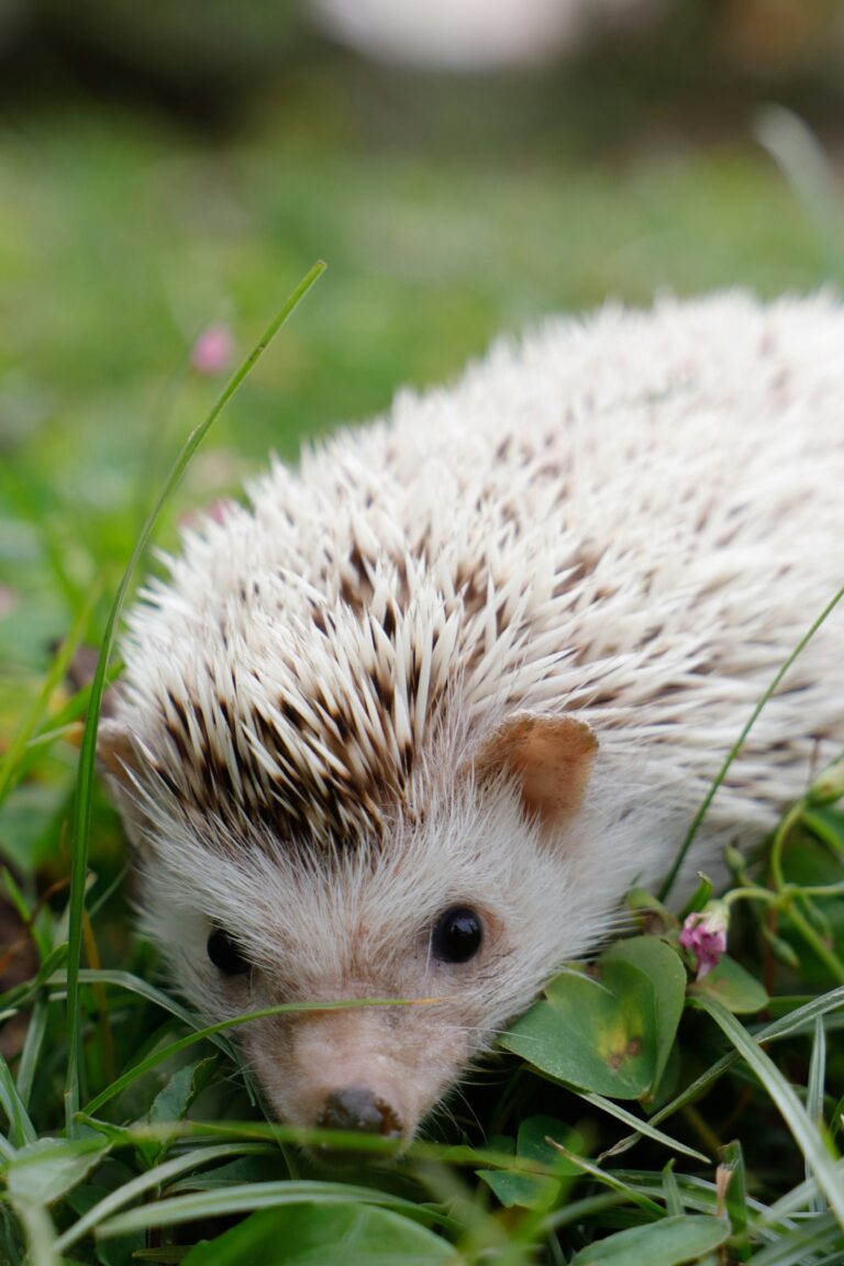 how to bathe your hedgehog