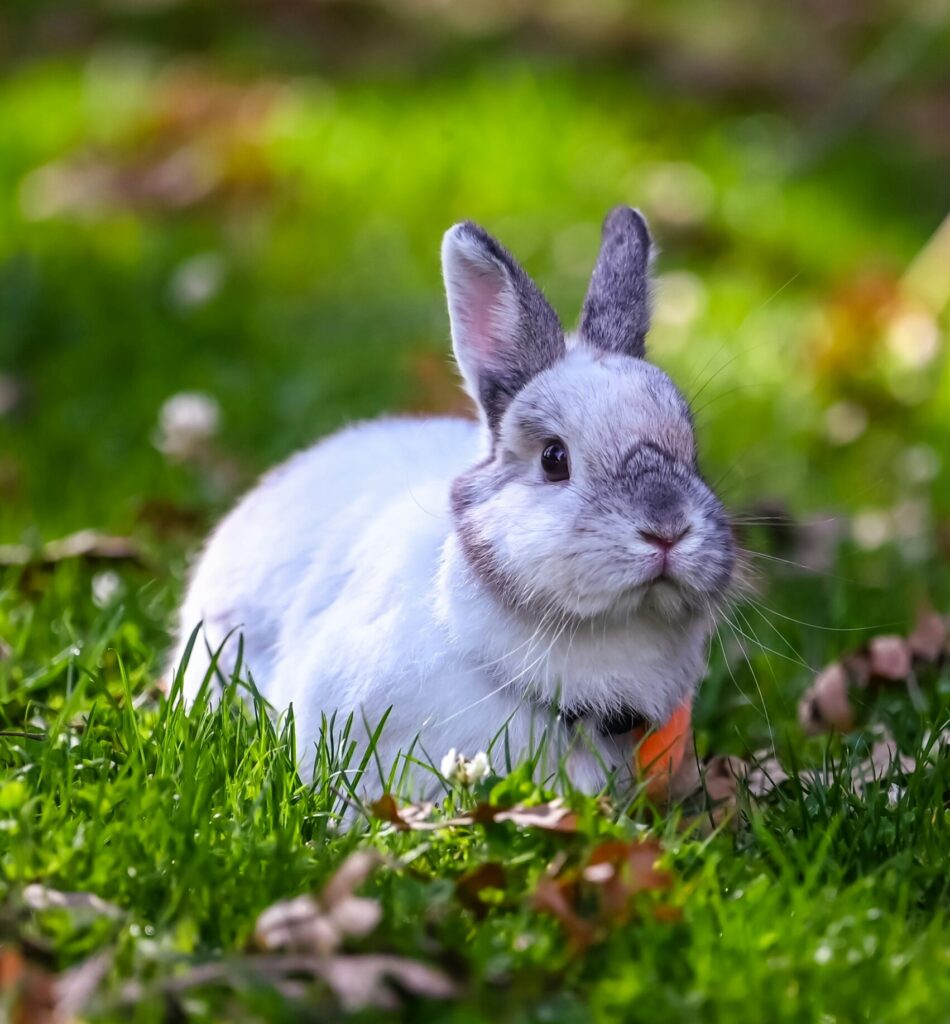 dwarf rabbit