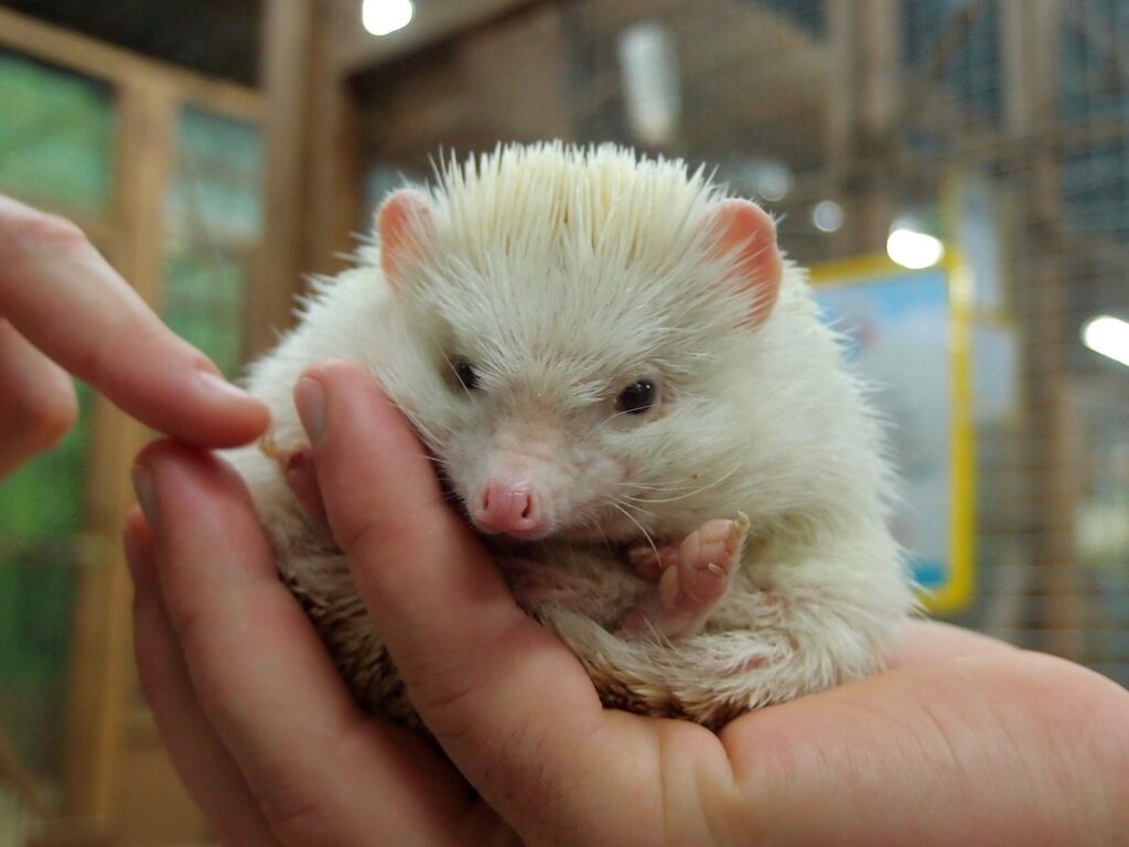 how to trim hedgehog nails