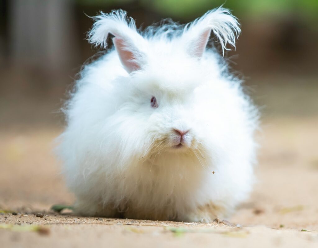 giant angora