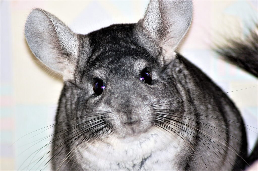 chinchilla