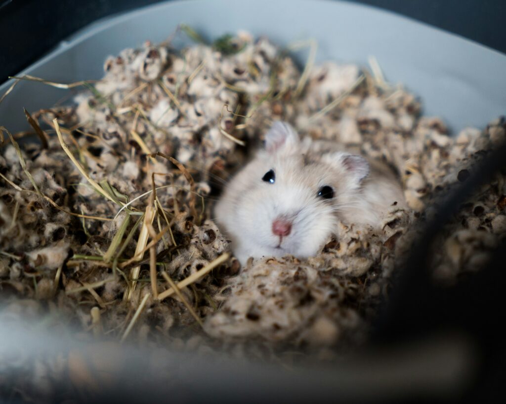 hamster