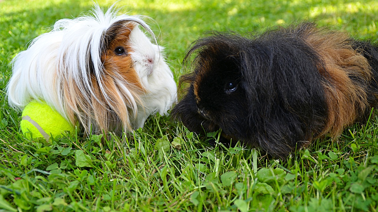 groom guinea pig