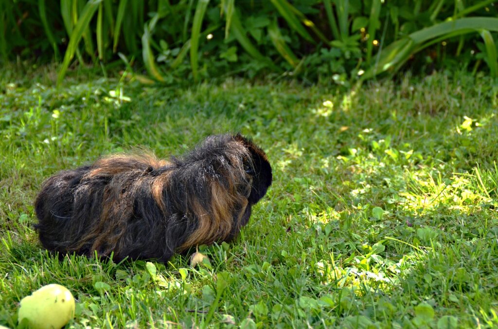 Texel guinea pigs