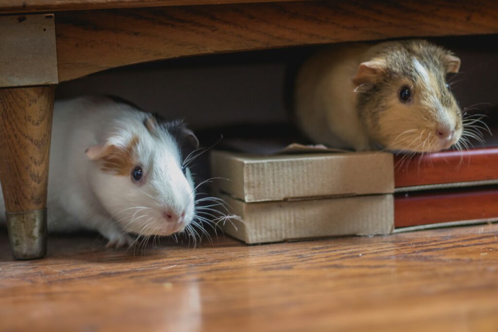 guinea pig proofing home