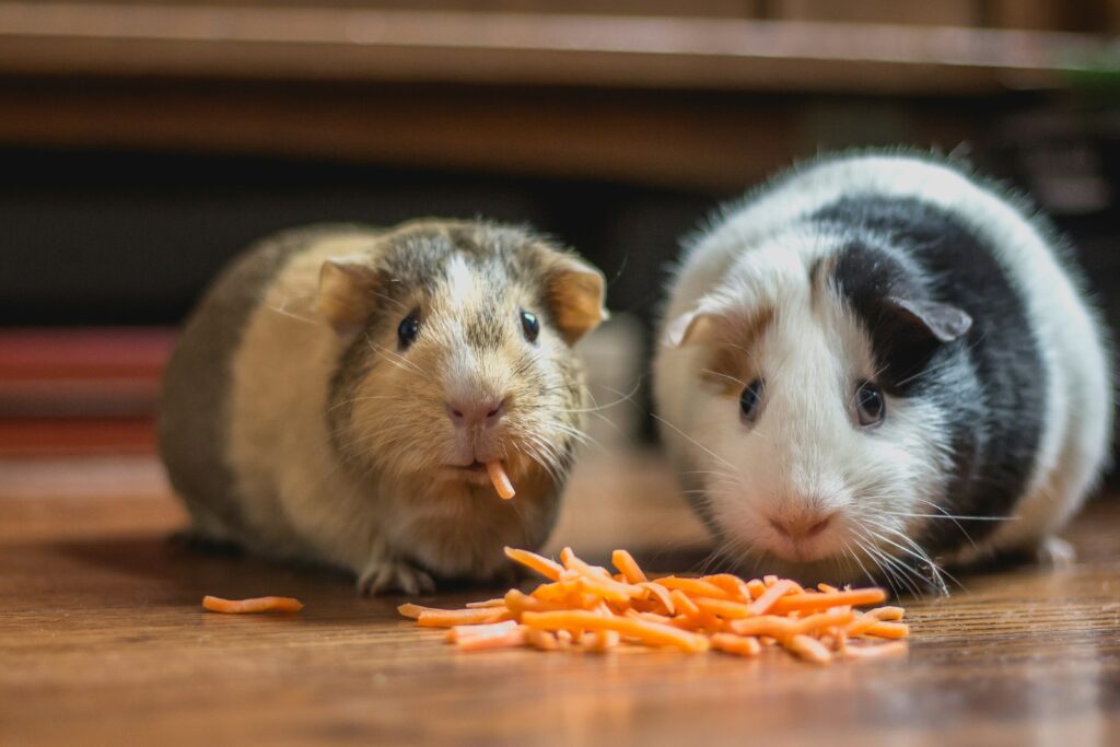 guinea pig