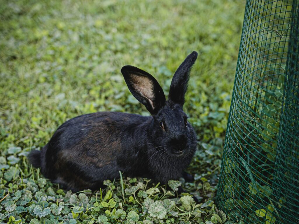 flemish giant