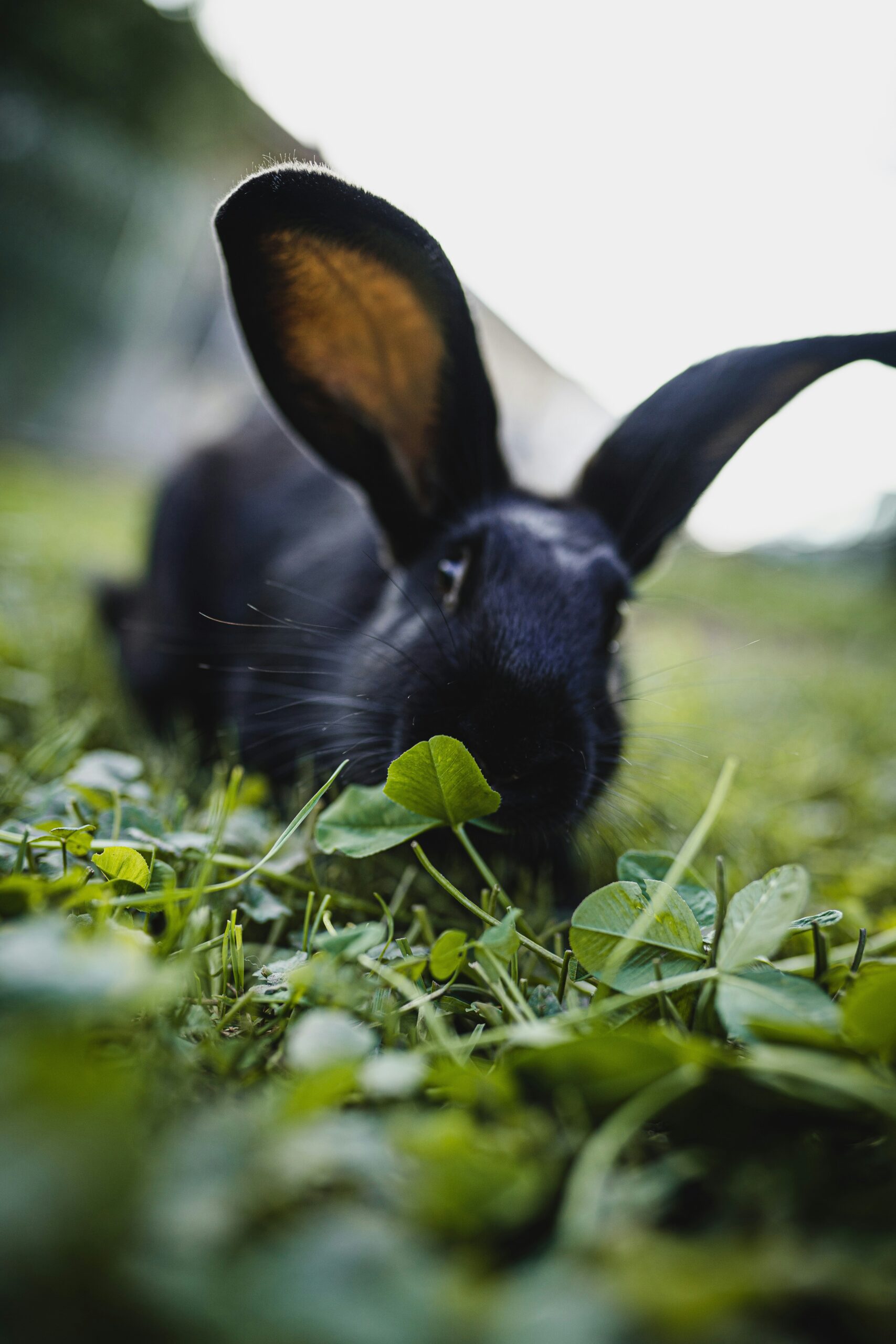 flemish giant