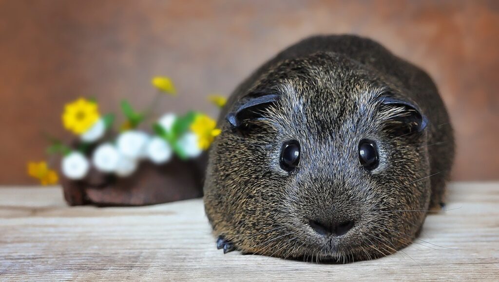 guinea pig names