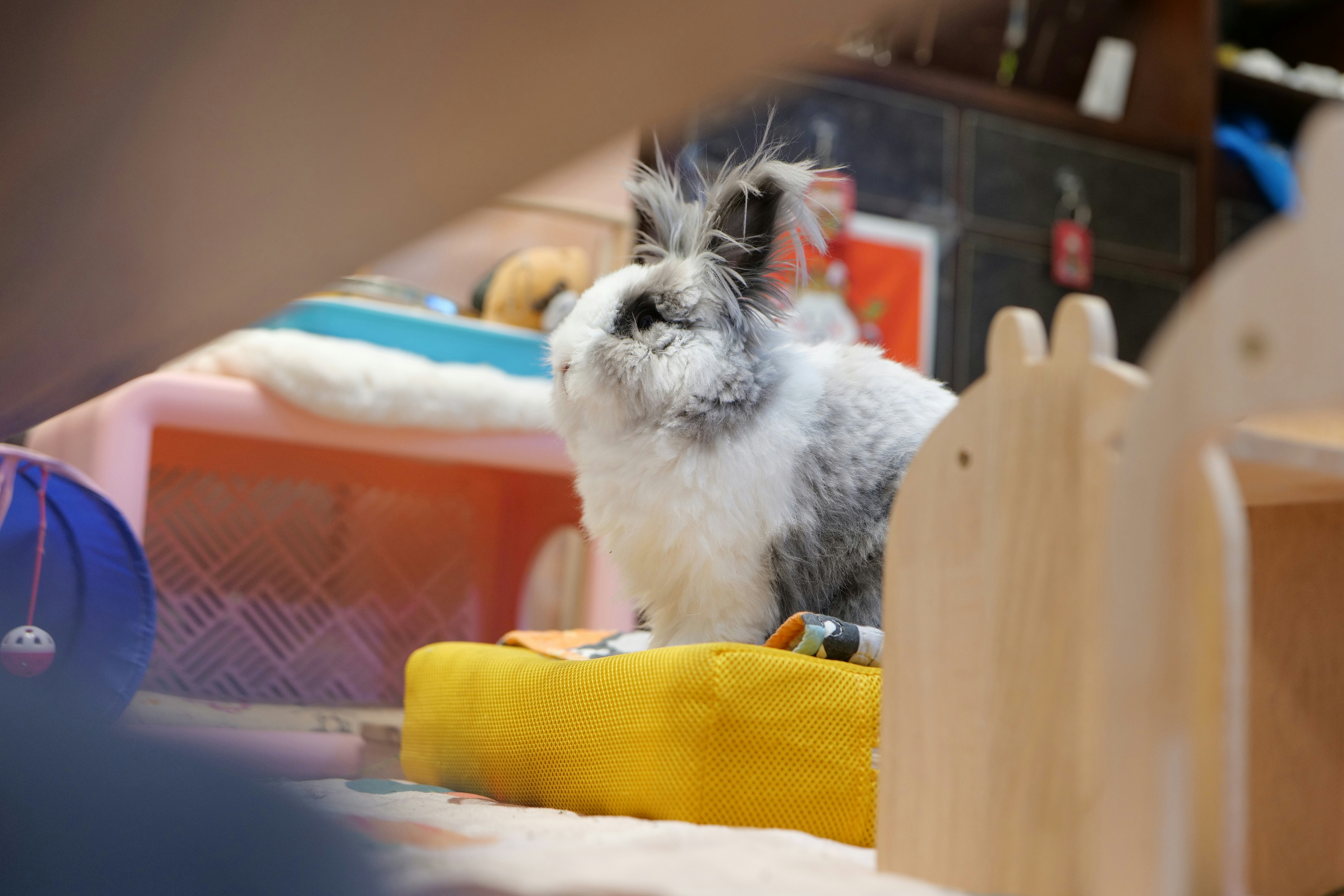 angora grooming