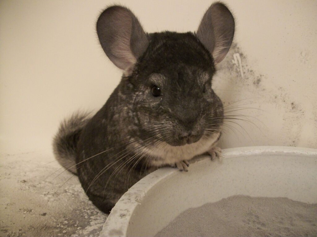 pet chinchilla