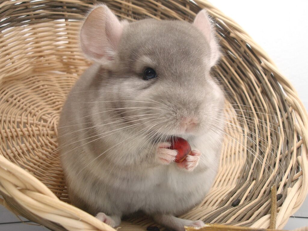 pet chinchilla