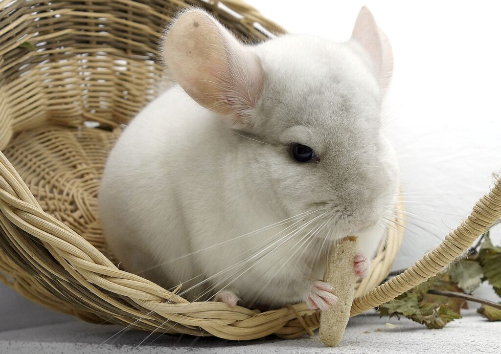 chinchilla