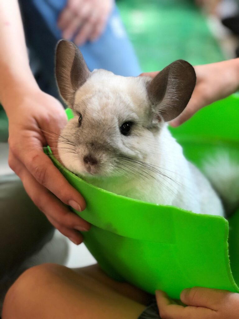 pet chinchilla