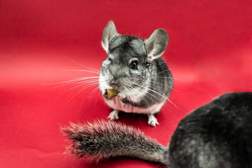 chinchilla