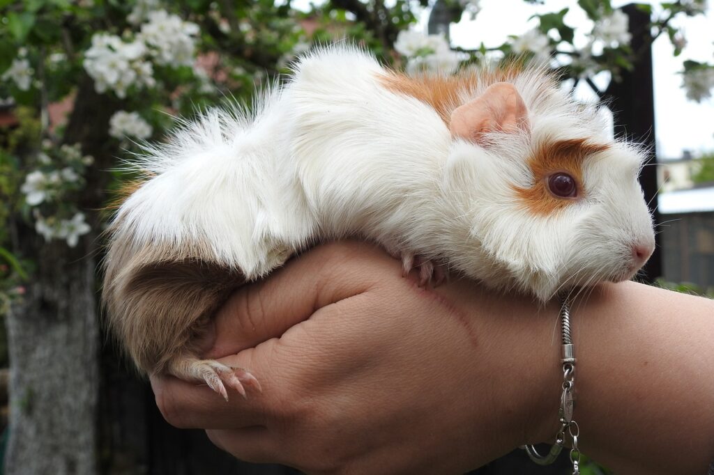 Abyssinian guinea pig