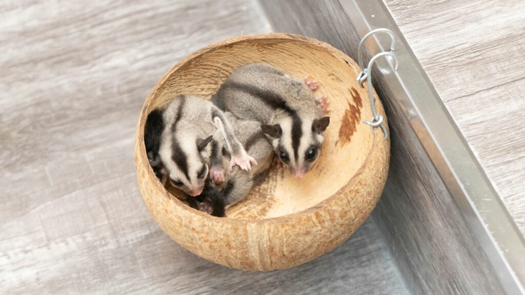 sugar glider