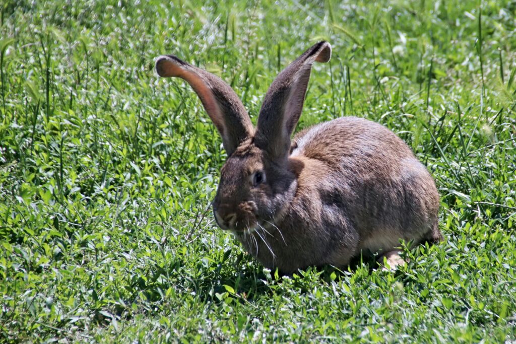 flemish giant