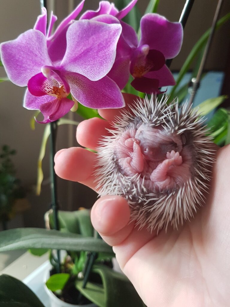 breeding hedgehogs