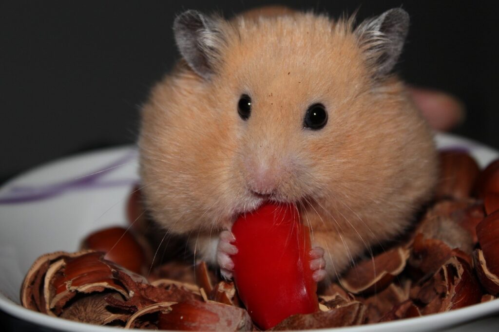 hamster