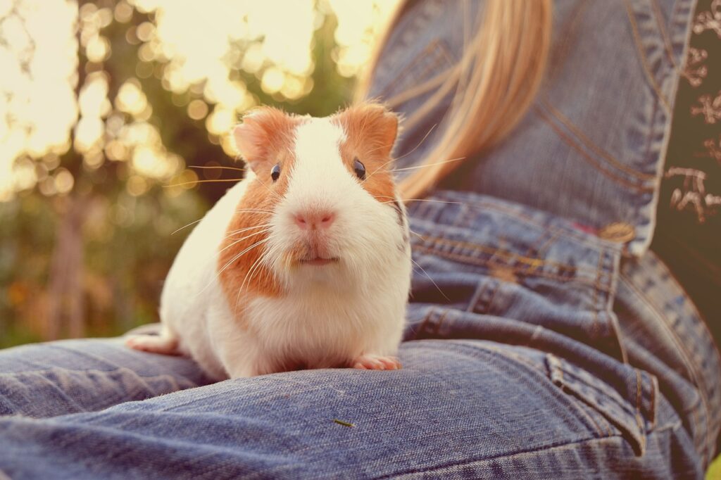 guinea pig bond