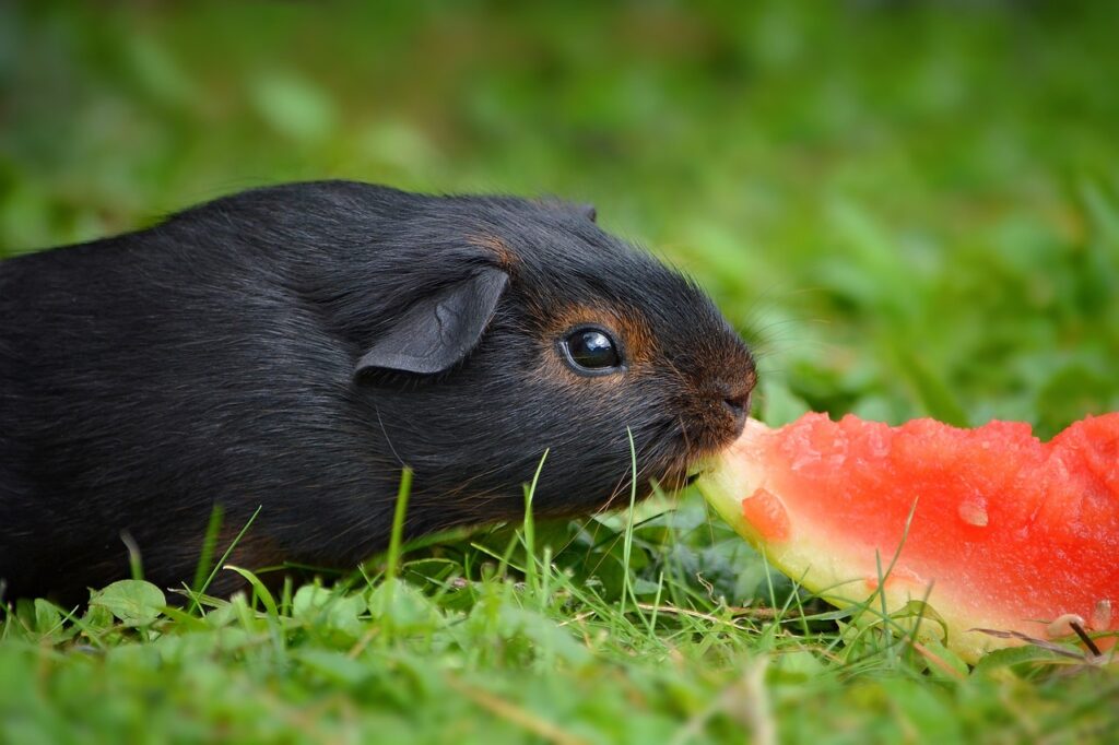 American guinea pig