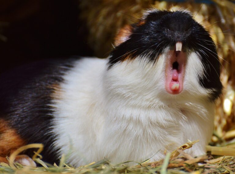 guinea pig teeth