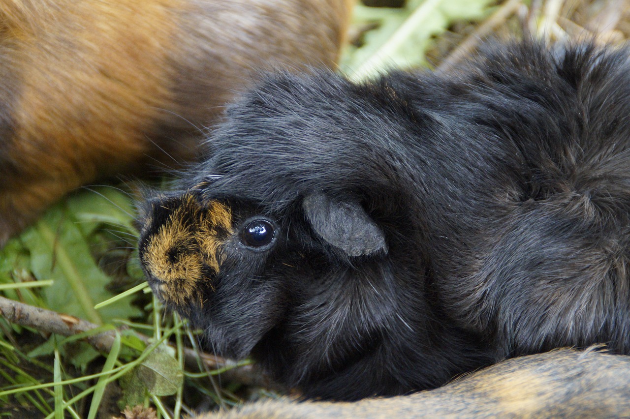 Abyssinian guinea pig