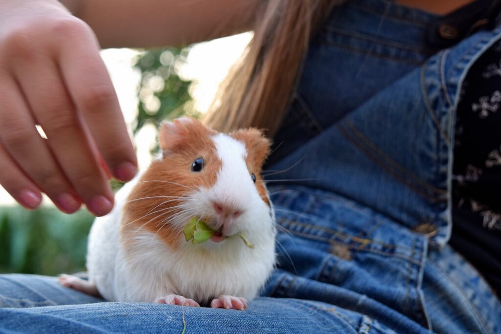 do guinea pigs bite