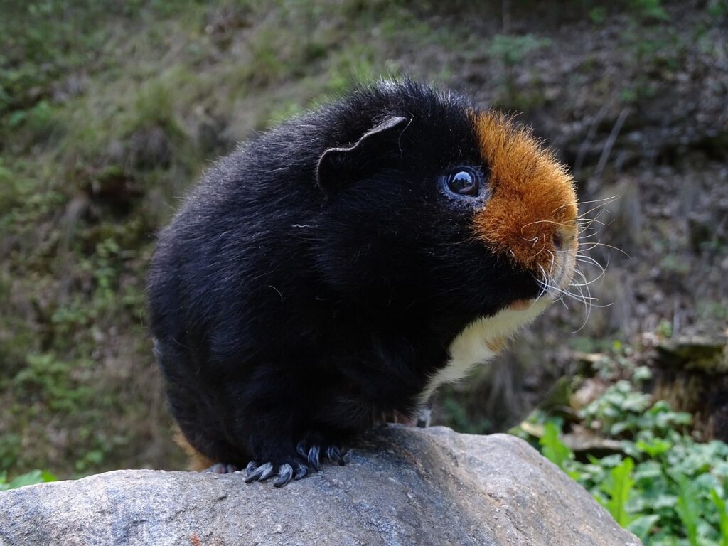 teddy guinea pig