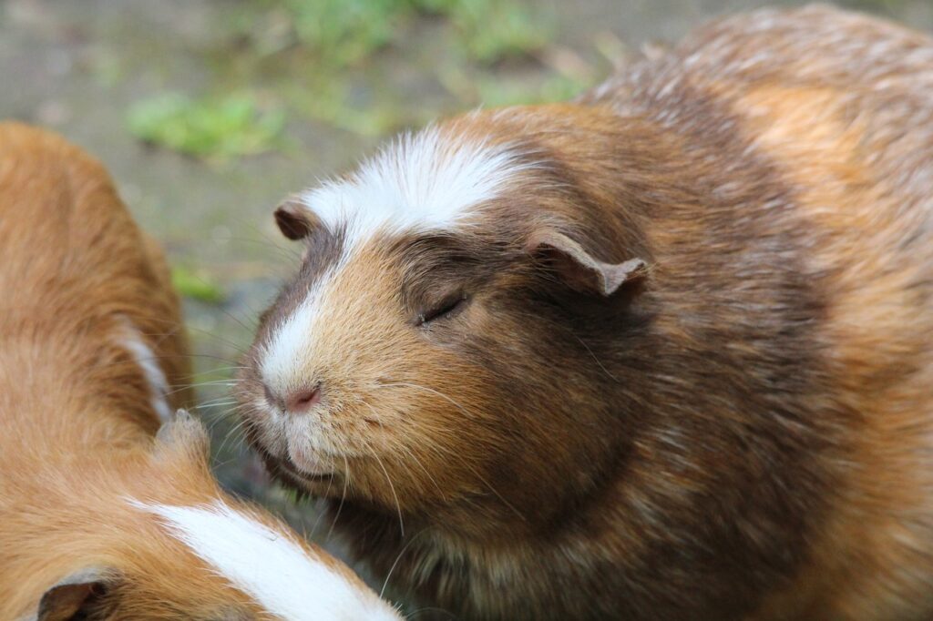 white crested guinea pig