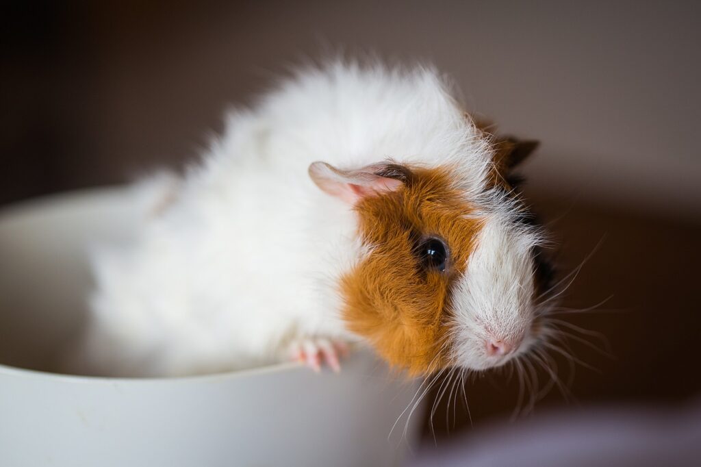 guinea pig