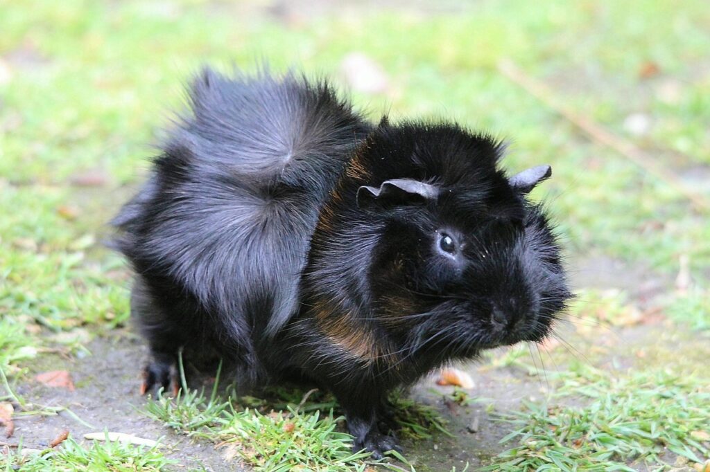 Abyssinian satin guinea pig