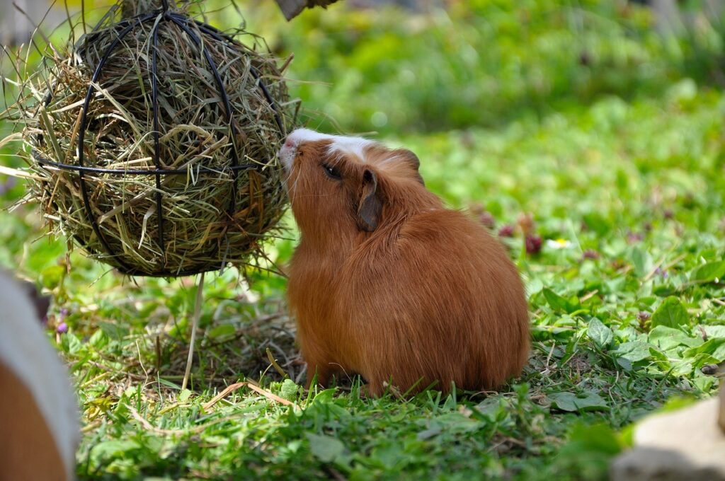 white crested guinea pig