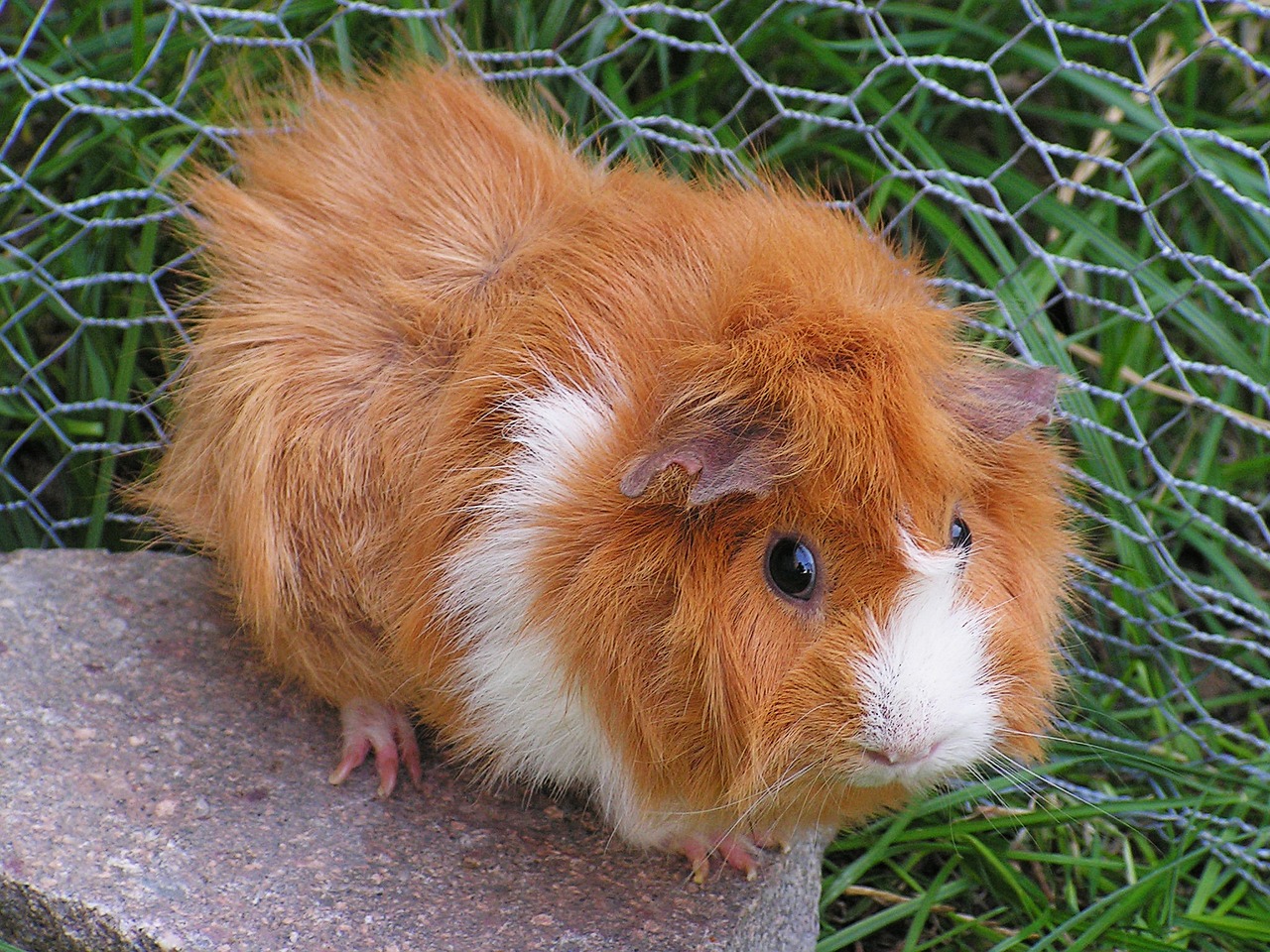 Abyssinian guinea pig 