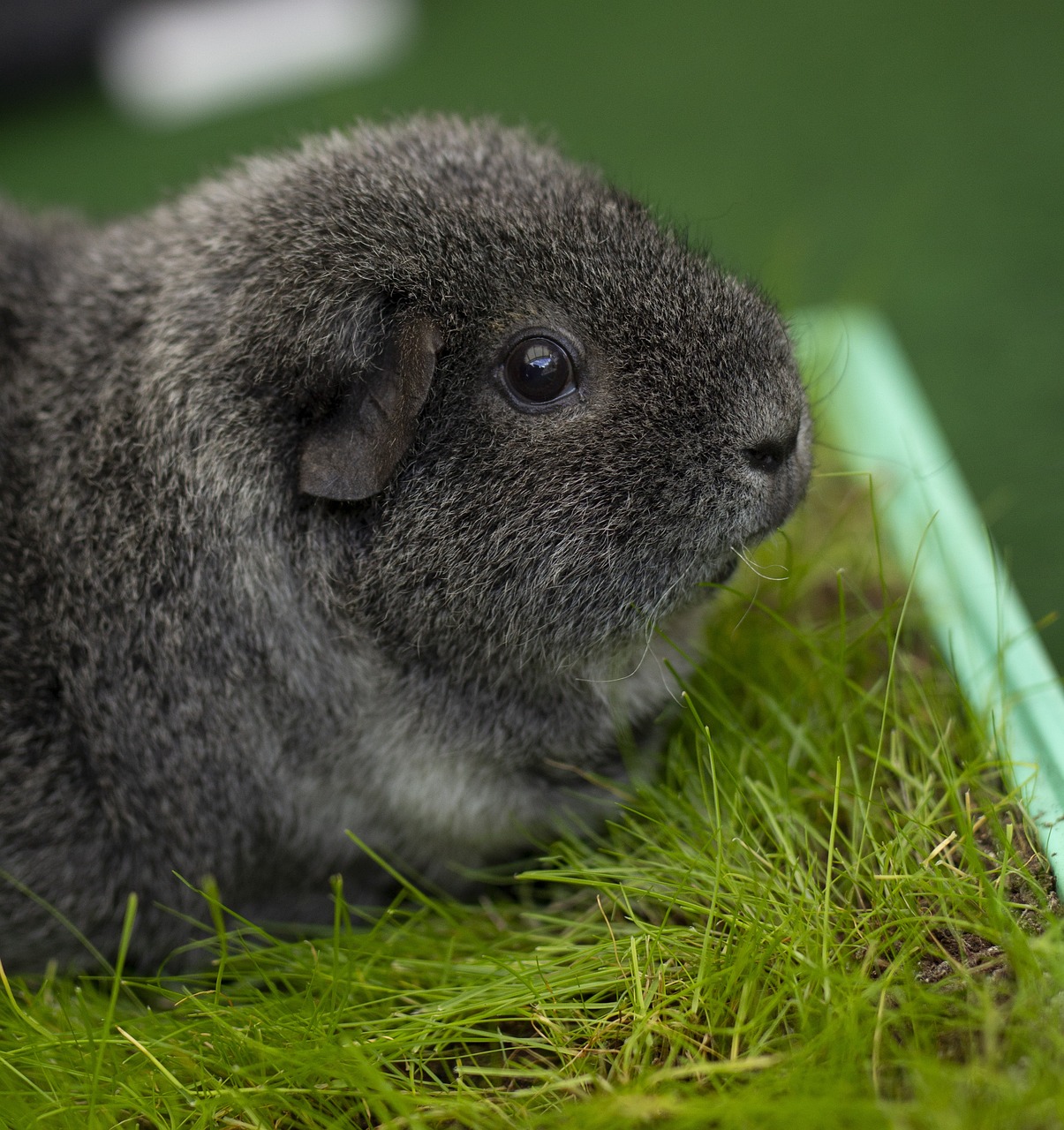 teddy guinea pig