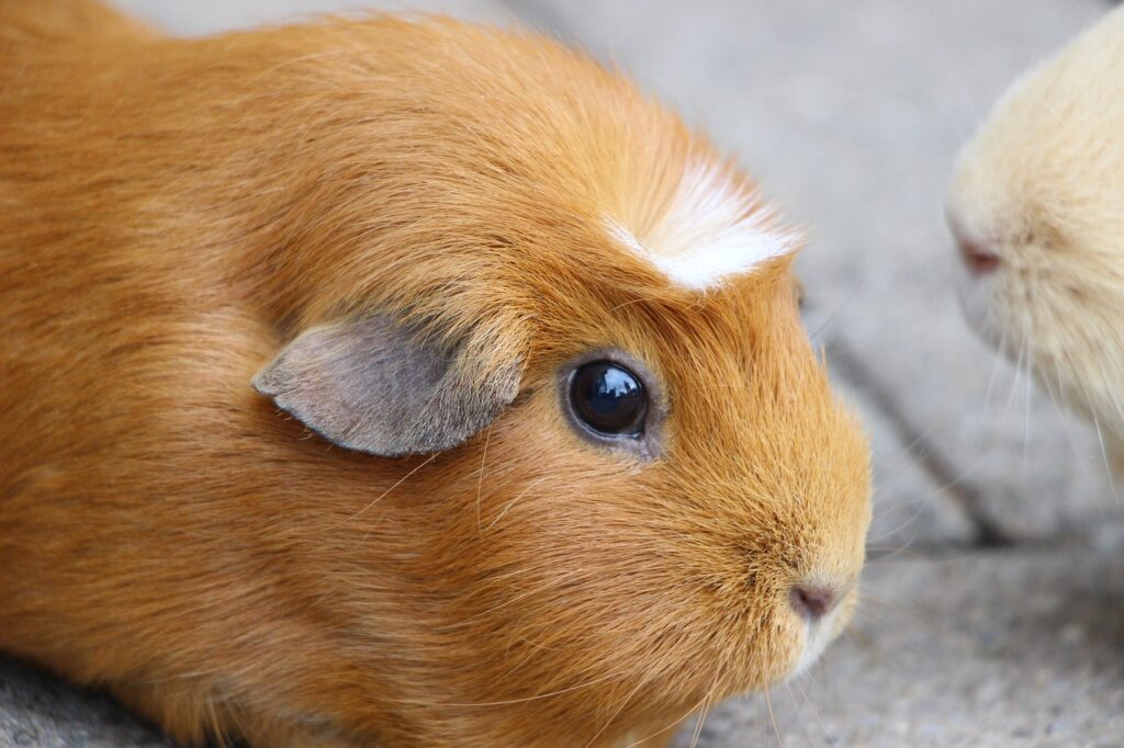 white crested guinea pig